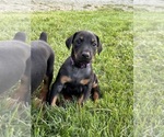 Puppy Twilight Doberman Pinscher