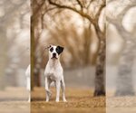 Small Photo #6 Great Dane-Labrador Retriever Mix Puppy For Sale in Princeton, MN, USA