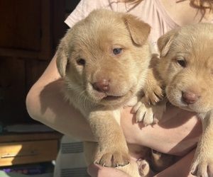 Medium Labrador Retriever