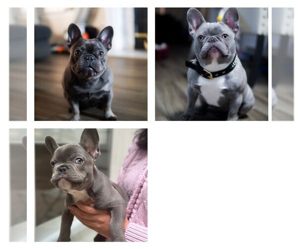 Medium Photo #1 French Bulldog Puppy For Sale in CHARLOTTE, NC, USA