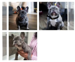 French Bulldog Puppy for sale in CHARLOTTE, NC, USA