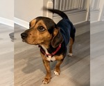 Small #10 Beagle Mix