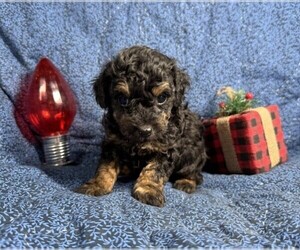 Medium Poodle (Toy)