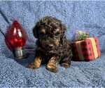 Puppy Puppy 6 Poodle (Toy)