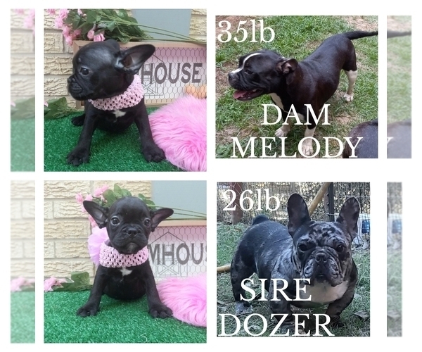 Medium Photo #4 American Staffordshire Terrier-French Bulldog Mix Puppy For Sale in CARTHAGE, TX, USA