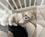 Small Photo #4 Maltipoo-Zuchon  Puppy For Sale in GLENDALE, AZ, USA