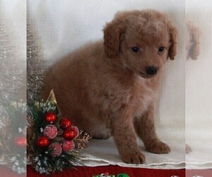 Bichpoo-Poodle (Miniature) Mix Puppy for sale in FREDERICKSBURG, OH, USA