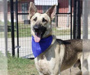 German Shepherd Dog-Unknown Mix Dogs for adoption in San Antonio, TX, USA