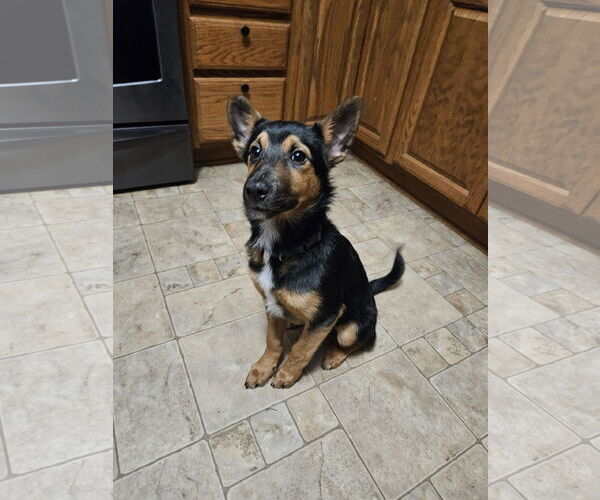 Medium Photo #1 German Shepherd Dog-Unknown Mix Puppy For Sale in Minneapolis, MN, USA