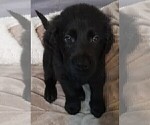 Puppy Mr Black Goldendoodle