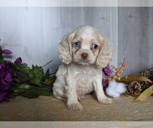 Cocker Spaniel Puppy for sale in DRESDEN, OH, USA