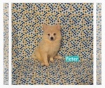 Litter of 3 - Male PomimoLitter of Puppies for Sale - Photo #2