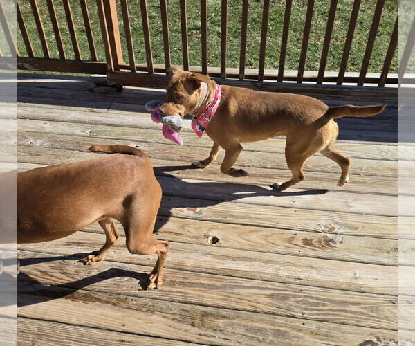 Medium Photo #3 Golden Retriever-Unknown Mix Puppy For Sale in Columbus, IN, USA