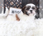 Small #3 Shih Tzu