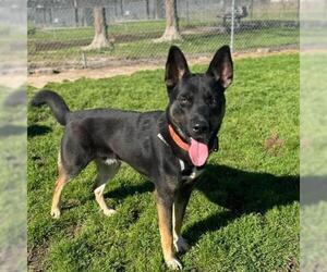 German Shepherd Dog-Siberian Husky Mix Dogs for adoption in Conroe, TX, USA