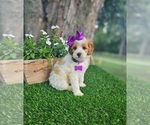 Small #4 Goldendoodle-Poodle (Toy) Mix
