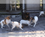 Small Photo #3 Rat Terrier Puppy For Sale in TAMPA, FL, USA