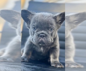 Bulldog Puppy for sale in DENVER, CO, USA