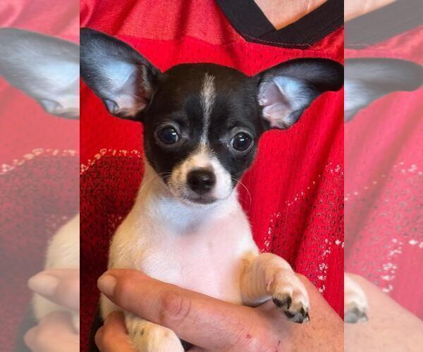 Medium Photo #13 Chihuahua Puppy For Sale in CHARLESTON, AR, USA