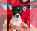Small Photo #13 Chihuahua Puppy For Sale in CHARLESTON, AR, USA