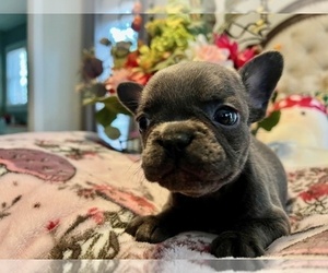 French Bulldog Puppy for sale in NEW LONDON, NC, USA