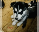 Small Photo #33 Siberian Husky Puppy For Sale in WASHBURN, WI, USA
