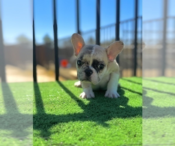 Medium Photo #4 French Bulldog Puppy For Sale in CHARLOTTESVILLE, VA, USA