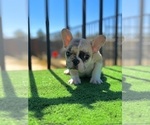 Small #3 French Bulldog