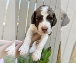 Small Photo #5 Poodle (Standard) Puppy For Sale in SAN ANTONIO, TX, USA