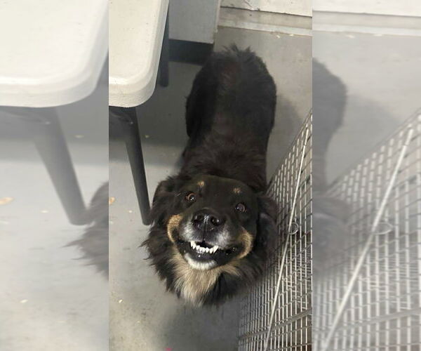 Medium Photo #2 Australian Shepherd-Unknown Mix Puppy For Sale in Grafton, WI, USA