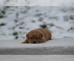 Small #2 Labrador Retriever