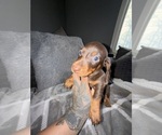 Small #5 Dachshund