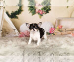 Small Photo #6 Chihuahua Puppy For Sale in WARSAW, IN, USA