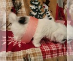 Small Photo #15 Shih Tzu Puppy For Sale in STAR, NC, USA
