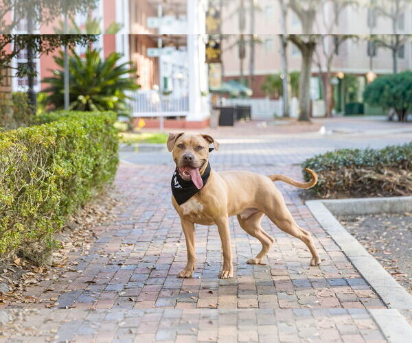 Medium Photo #4 Mutt Puppy For Sale in  Gainesville, FL, USA