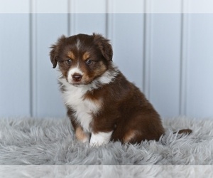 Miniature Australian Shepherd Puppy for sale in MILLERSBURG, OH, USA