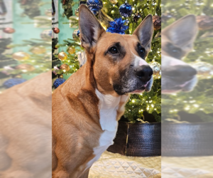 Iris - Female Boxer-German Shepherd Dog Mix Dog for Adoption - Photo #5