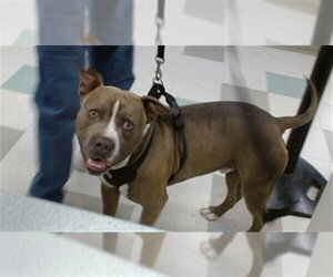 American Pit Bull Terrier Dogs for adoption in Oklahoma City, OK, USA