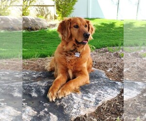 Mother of the Golden Retriever puppies born on 06/23/2025