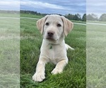 Oakley - Female Labrador Retriever Puppy for Sale - Photo #5