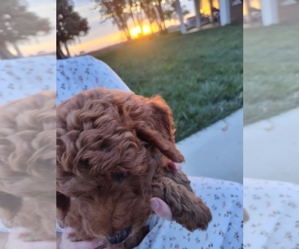Medium Photo #15 Goldendoodle (Miniature) Puppy For Sale in GLENN, CA, USA