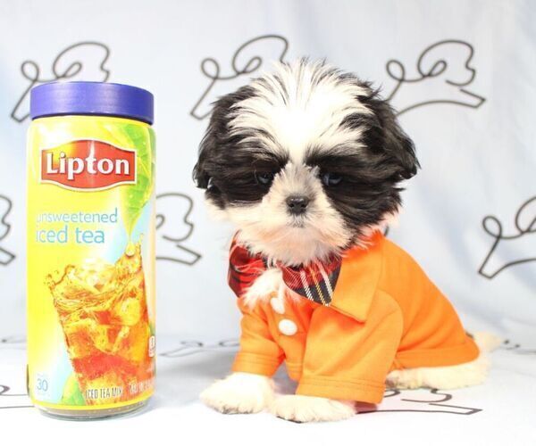 Medium Photo #15 Shih Tzu Puppy For Sale in LAS VEGAS, NV, USA