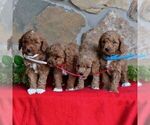 Small Photo #2 Miniature Labradoodle Puppy For Sale in MILL HALL, PA, USA