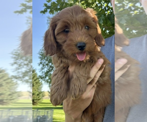 Medium Photo #5 Goldendoodle (Miniature) Puppy For Sale in HULL, IA, USA