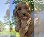 Small #4 Goldendoodle (Miniature)