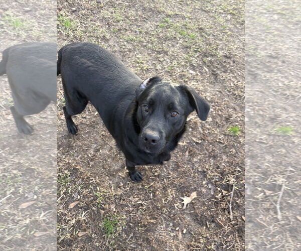 Medium Photo #4 Mutt Puppy For Sale in Rockaway, NJ, USA