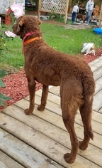 Father of the Chesapeake Bay Retriever puppies born on 02/02/2017