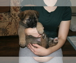 Small Photo #8 Akita-German Shepherd Dog Mix Puppy For Sale in MOODUS, CT, USA
