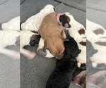 Image preview for Ad Listing. Nickname: Brennly litter