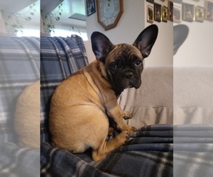 Buggs-French Bulldog Mix Puppy for sale in GRESHAM, OR, USA